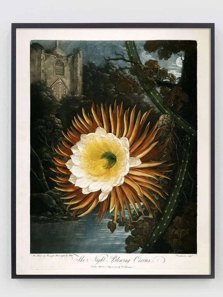 Estampado vintage de flores de azafrán para venta al por mayor de Capricorn Press