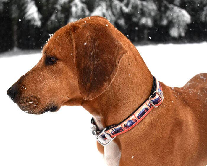 Cycle Dog - Wholesale Pet Collar - Dog - Sasquatch Mountains Dog Collar2