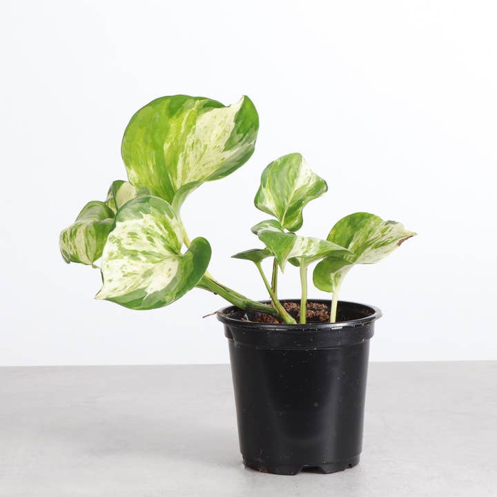 Thorsen's Greenhouse - Wholesale Live Plant - Manjula Pothos - 4" Live Plant5