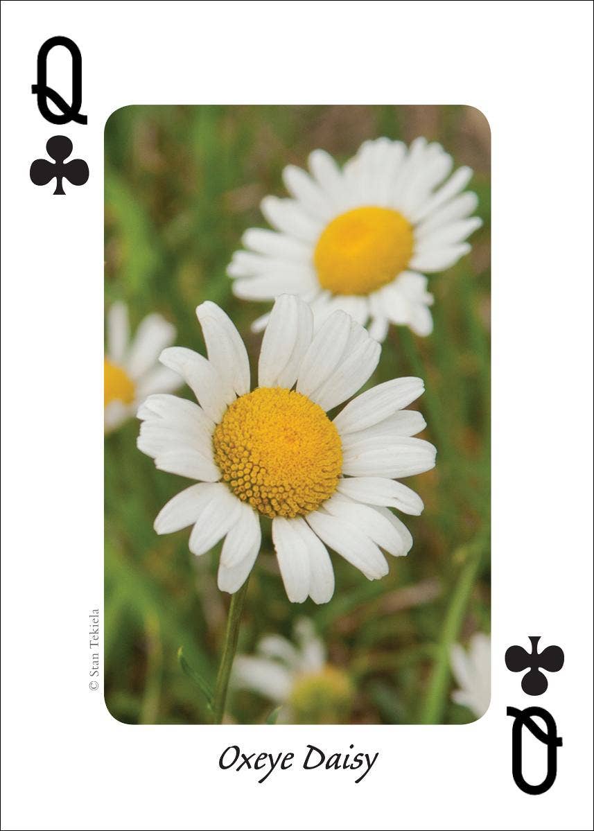 AdventureKEEN - Wholesale Playing Cards - Wildflowers of Northwest Playing Cards3