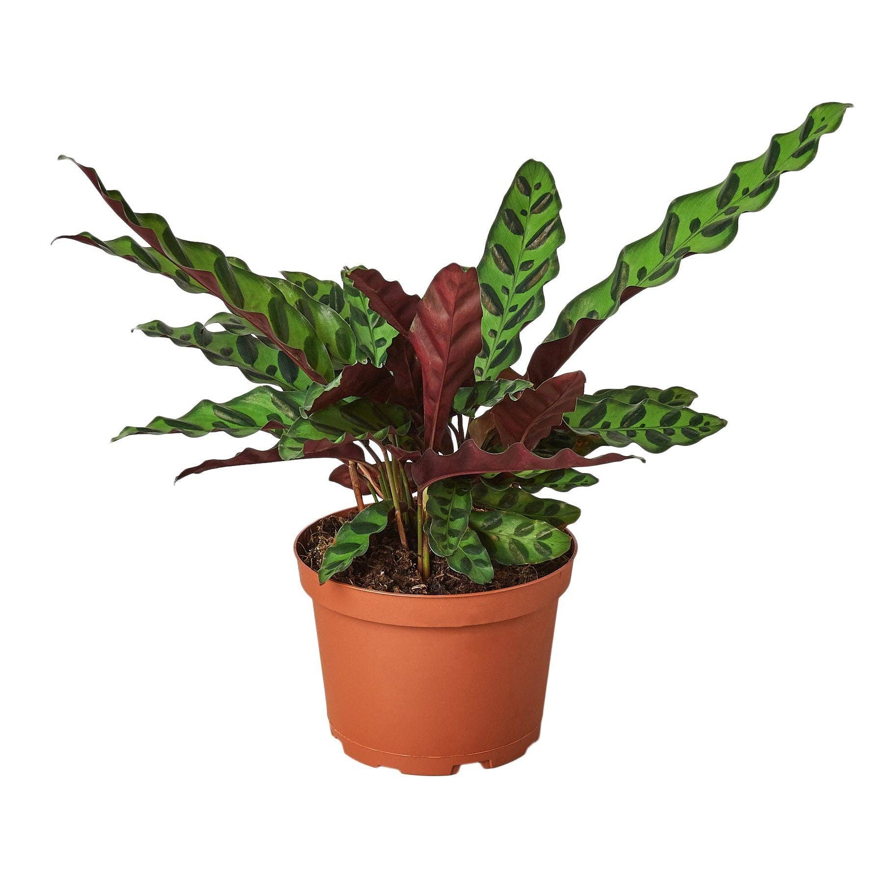 House Plant Wholesale WEST - Wholesale Live Plant - Calathea Lancifolia 'Rattlesnake'2