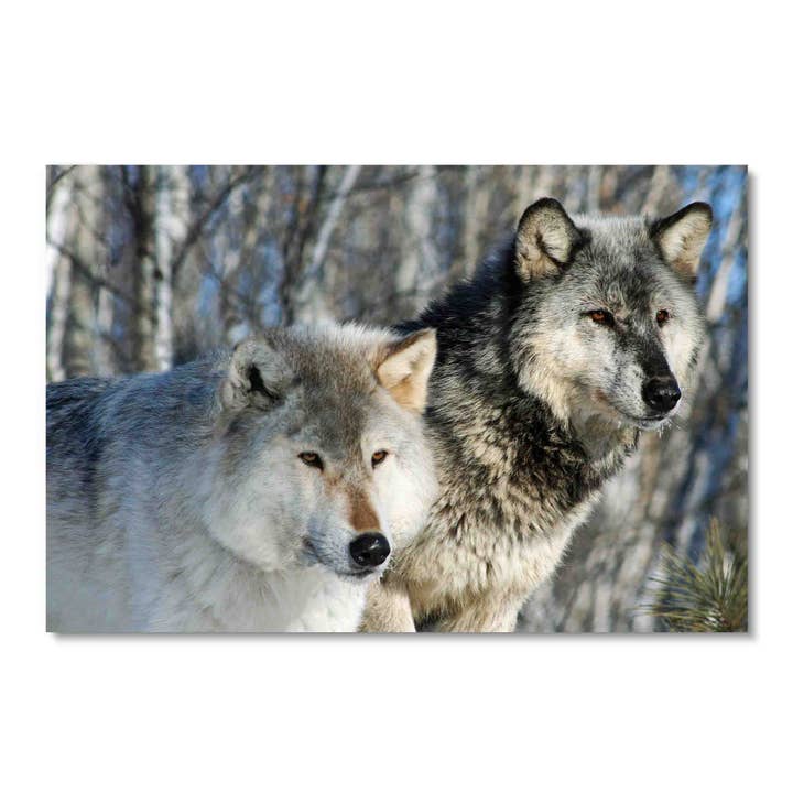 Snow Wolves, Art mural en acrylique pour la vente par ART BLVD