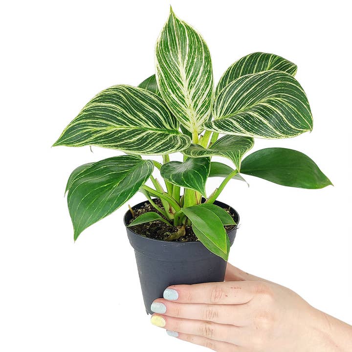Best Plant Friend - Wholesale Live Plant - Philodendron Birkin - Live Houseplant - Indoor Plants 4/6in
