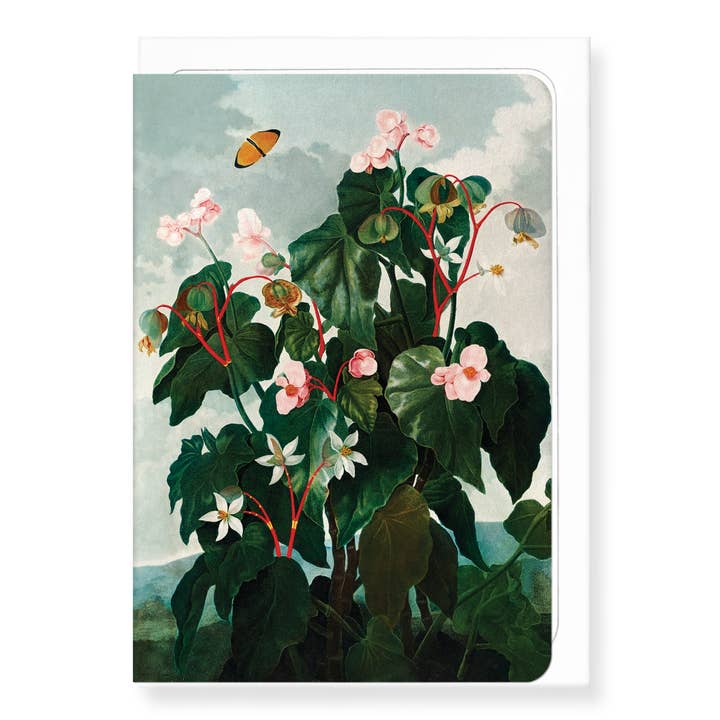 OBLIQUE-LEAVED BEGONIA (C.1800): Wenskaart met schilderij voor wholesale door Ezen Trade