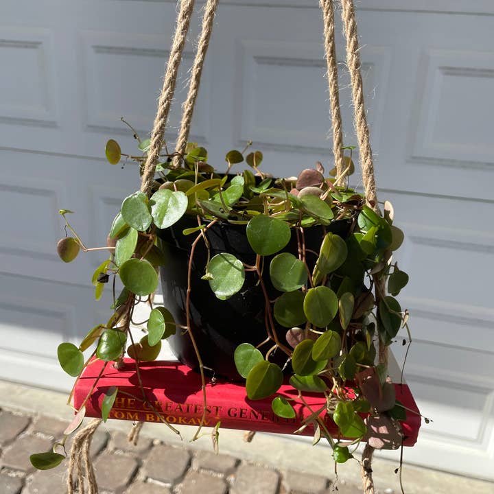 I Love Books and Bows - Wholesale Hanging Planter - Bookish Bloom Shelf Planter