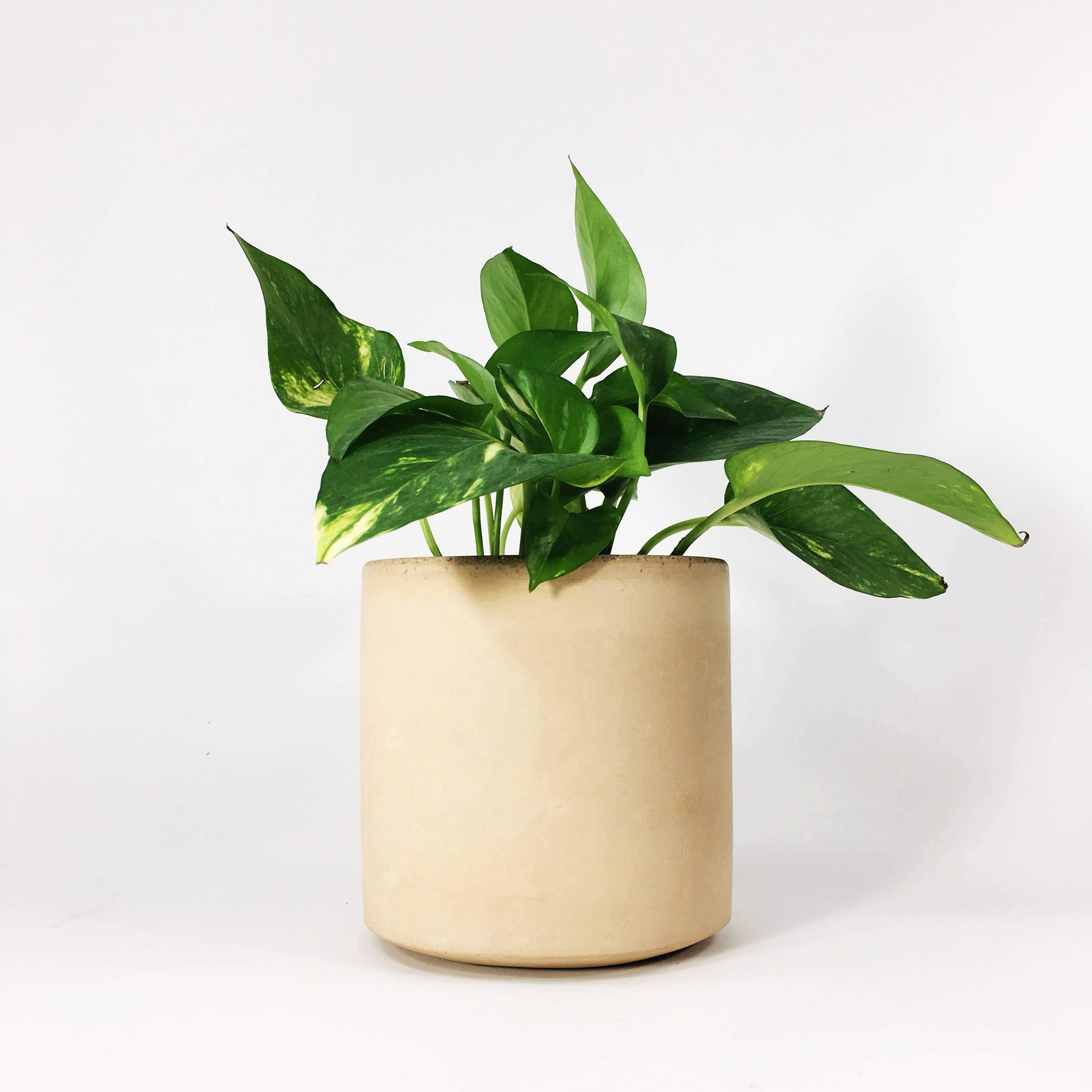 Settlewell - Wholesale Plant Pot - 6" Straight Sided Concrete Pot /  17 Colors7