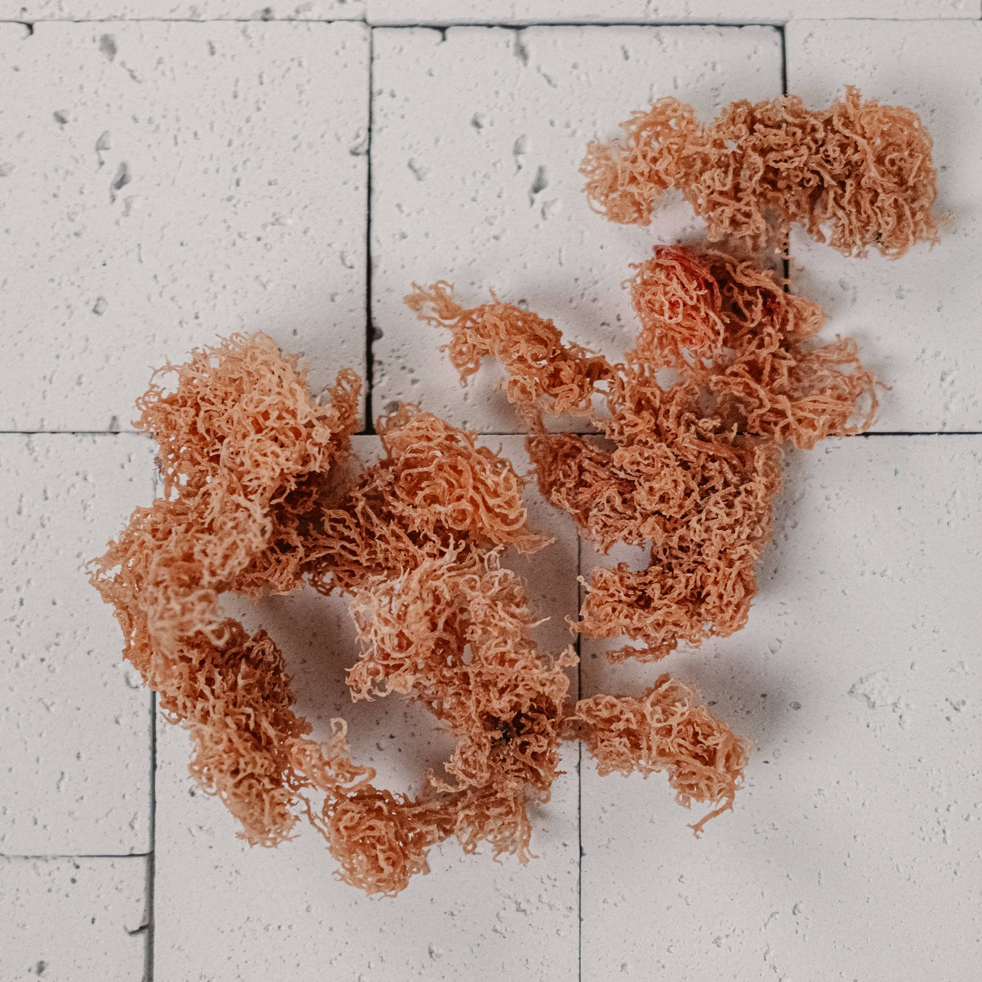 Samadhi Moss - Wholesale Oral Supplement/Vitamin - Euchema Isformis Sea Moss1