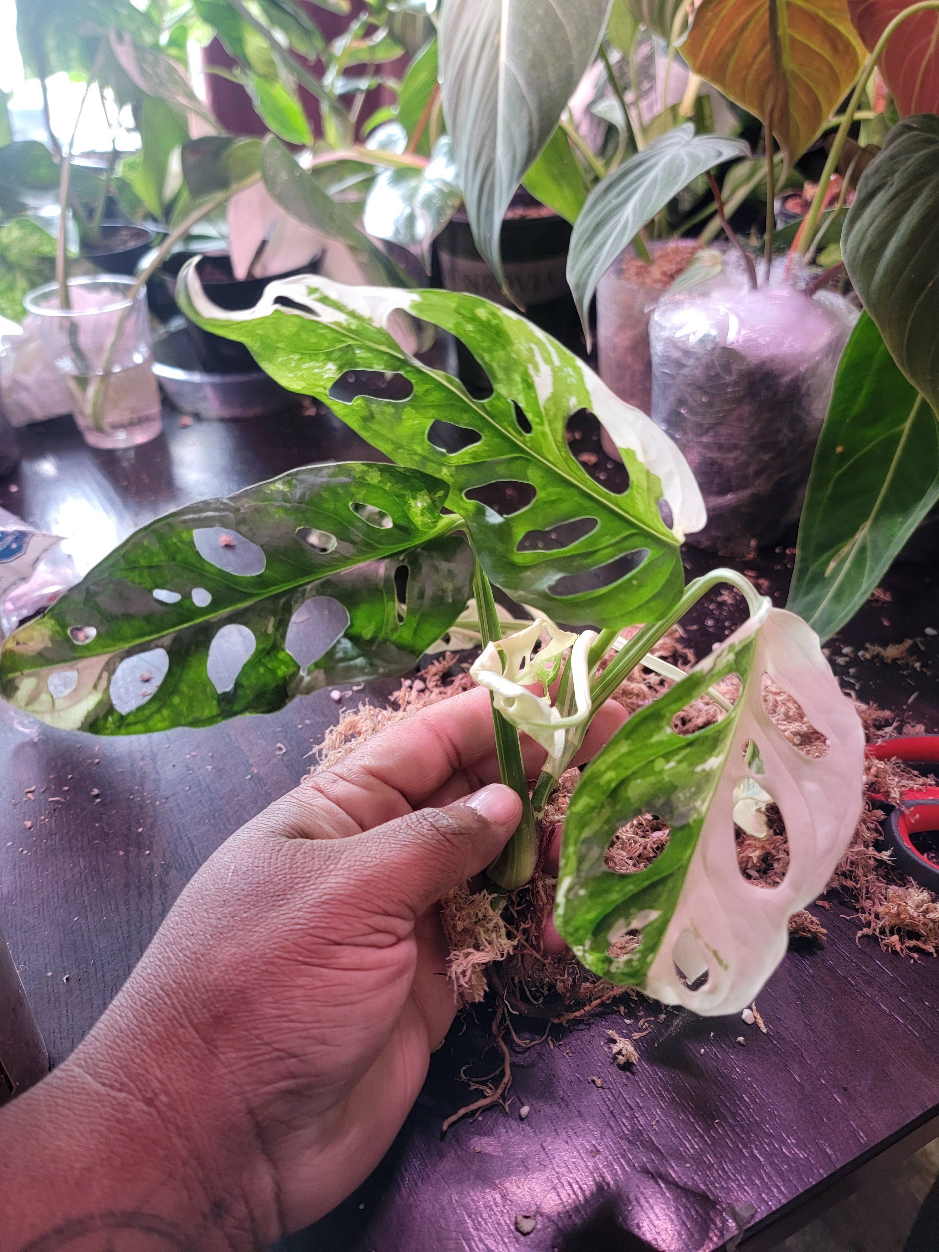 Mosley's Tropical Plants – wholesale Live plant – Monstera Adansonii Japanese Tricolor 3+ leaf rooted plant3