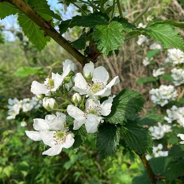 Lavender Haus - Wholesale Facial Steam - Lavender Facial Steam4