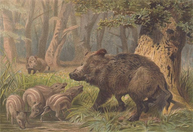 Found Image Press - Wholesale Postcard - Postcard AN-389 Peccary0