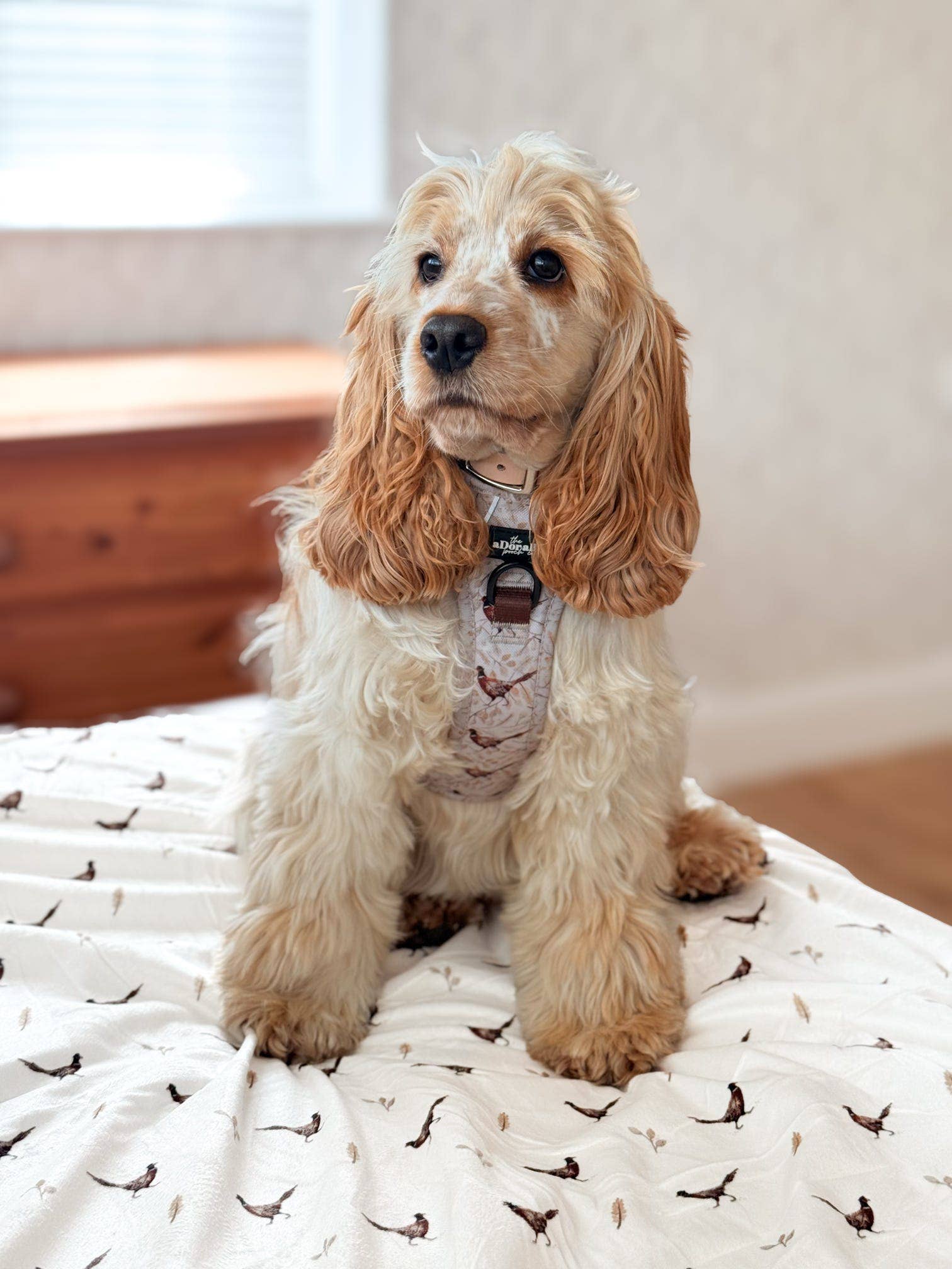 The aDoraBle Pooch Company - Wholesale Tuig voor huisdieren - Hond - Hike & Go™ Harnas - Farmland Fazant26