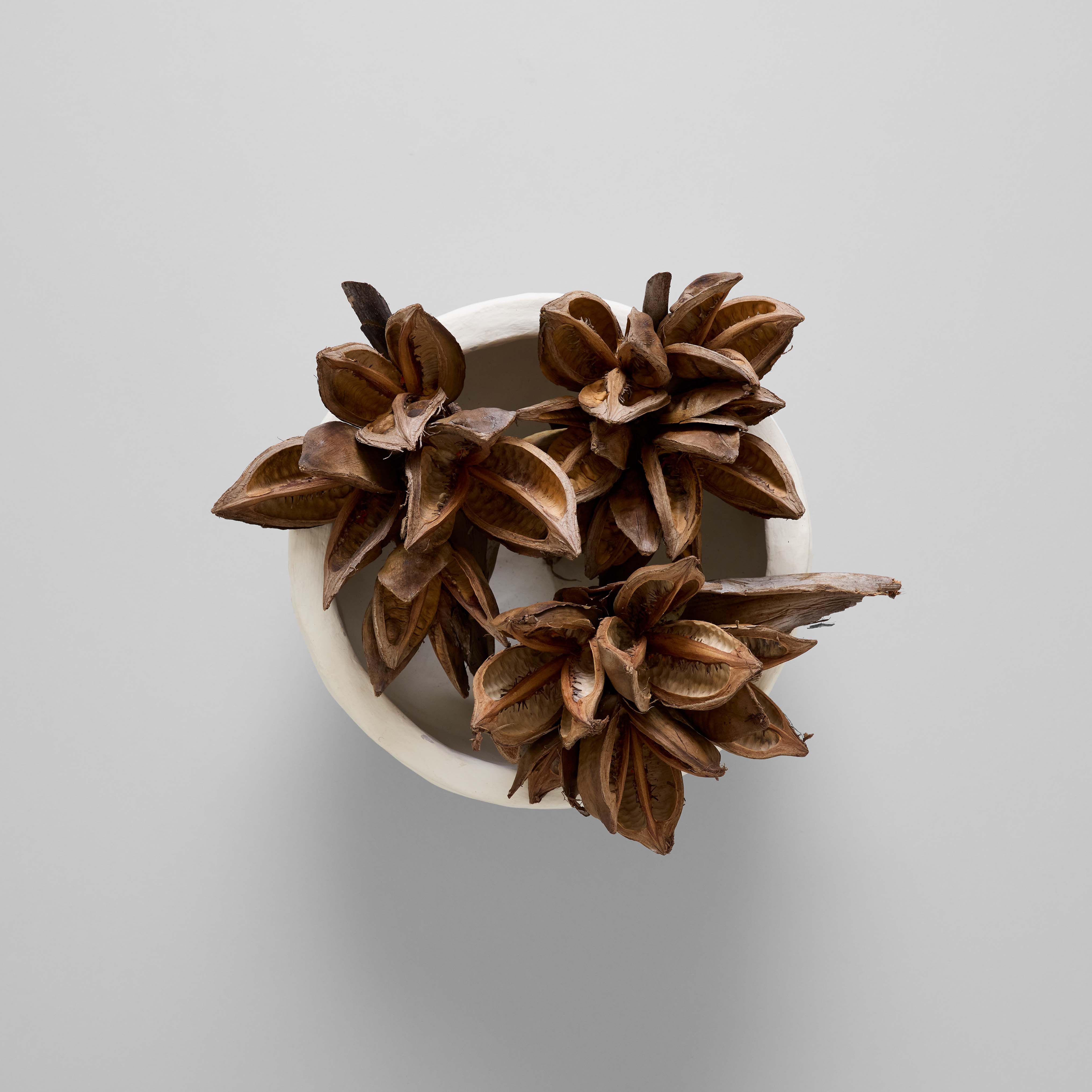 Bloomist - Wholesale Artificial Flowers - Dried Natural Star Pods5