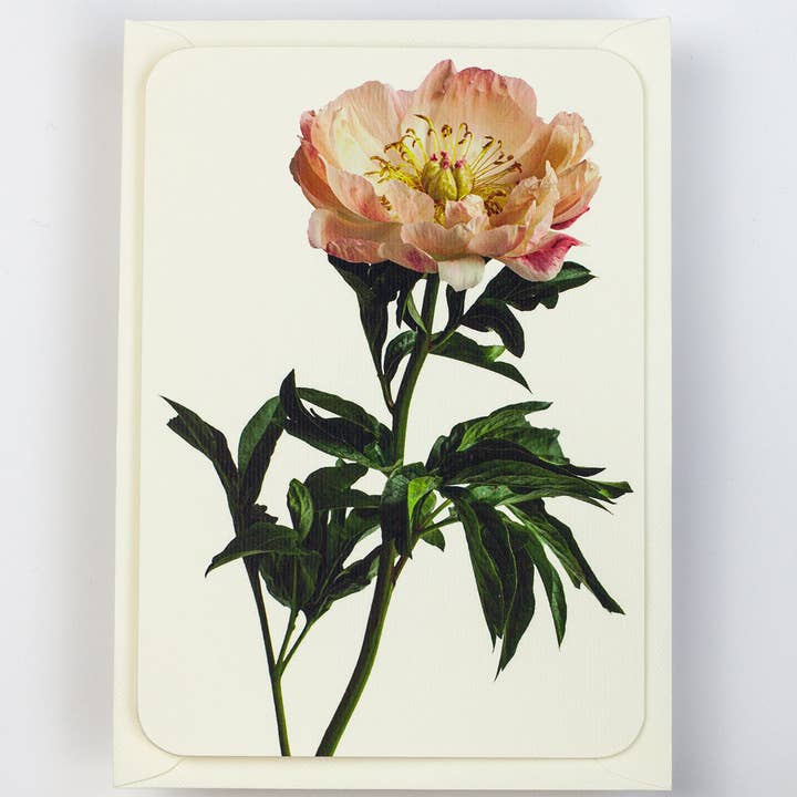 Canonbury Press – Engroshandel Takkekort – Pæon Hilsen Kort | Fødselsdagskort | Luksuskort1