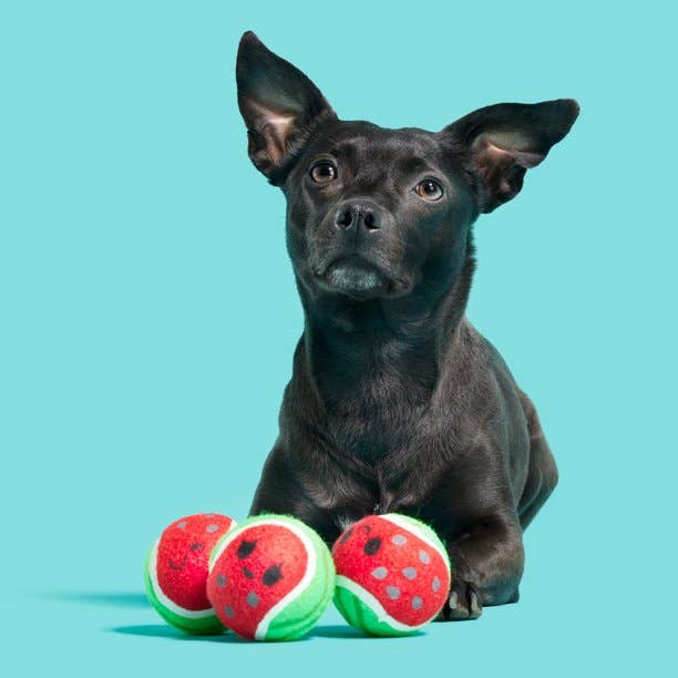 Pet Palette Distribution - Wholesale Pet Squeaky Toy - Dog - BARK Watermelon Tennis Balls5