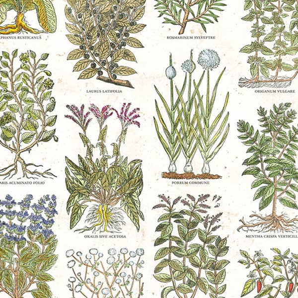Erbe Da Cucina - 70 x 100 cm per la vendita all'ingrosso da parte di Grafiche Tassotti