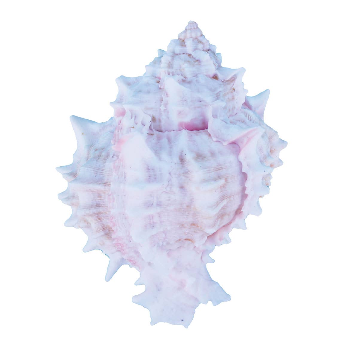 California Seashell Company - Wholesale Ornament - Pink Murex Seashell 4" +1