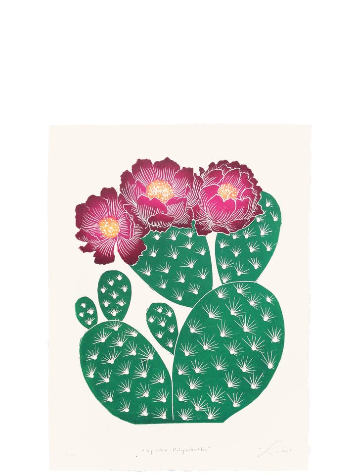 Opuntia Polyacantha per la vendita all'ingrosso da parte di Lili Arnold