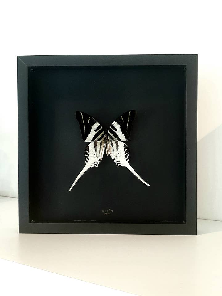 RÍO butterfly Graphium Androcles frame//black background for wholesale by Belén Collection