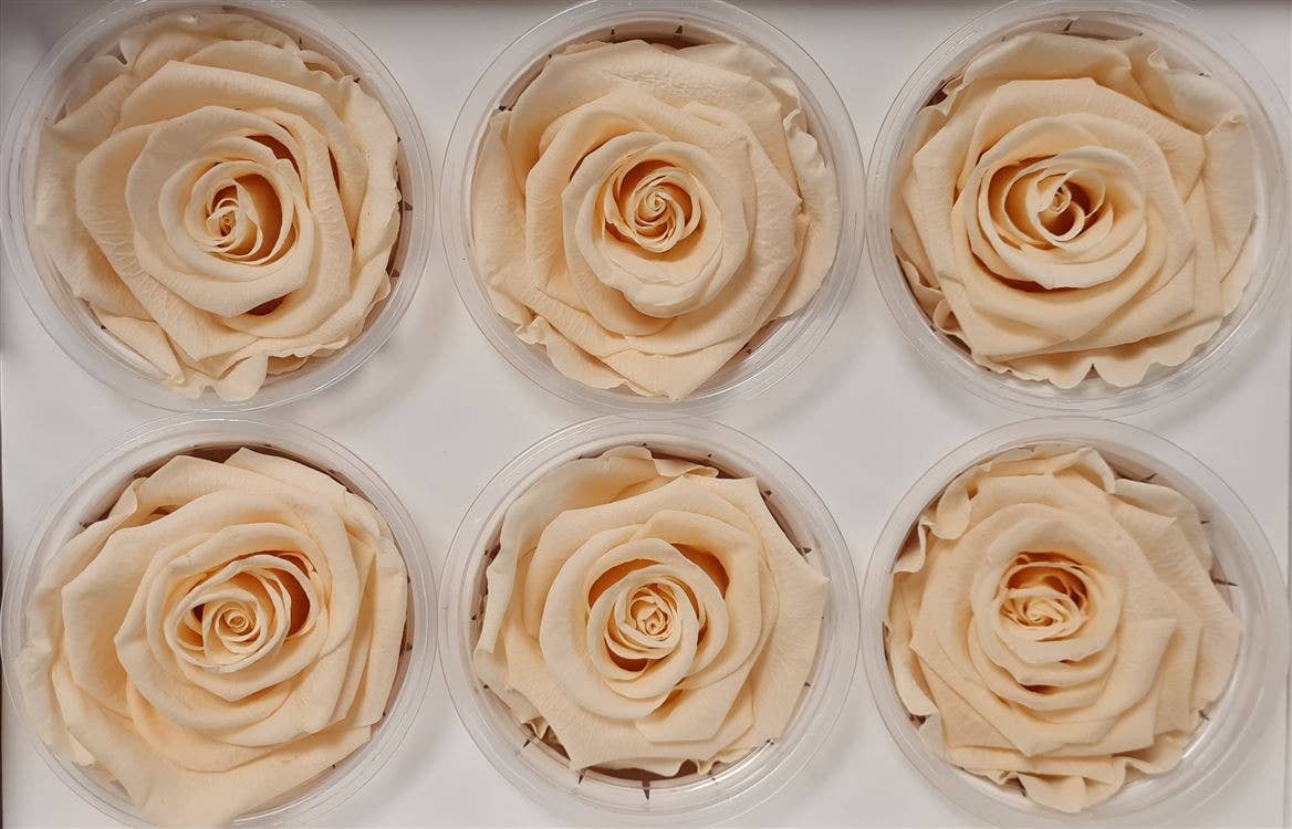 Dutch Flower Studio - Wholesale Artificial Flowers - 🌸 Preserved Roses - 13 colors - Decoration - Flowers - 6 cm2