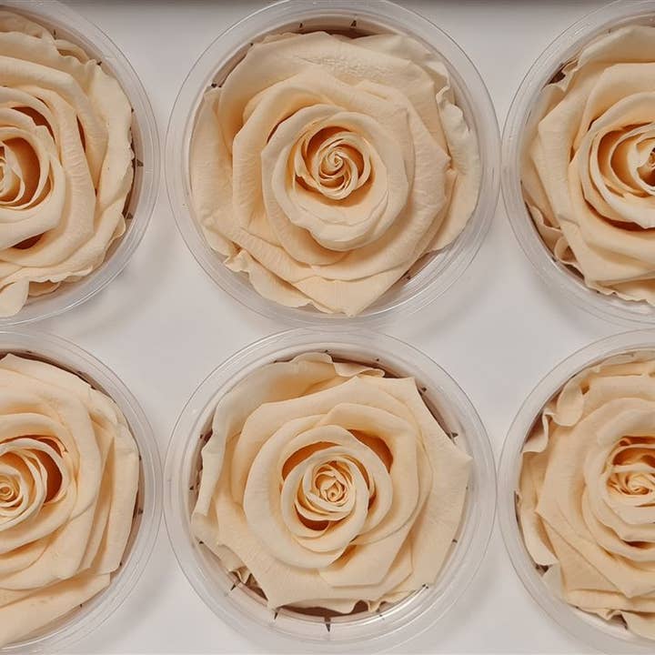 Dutch Flower Studio - Wholesale Artificial Flowers - 🌸 Preserved Roses - 13 colors - Decoration - Flowers - 6 cm2