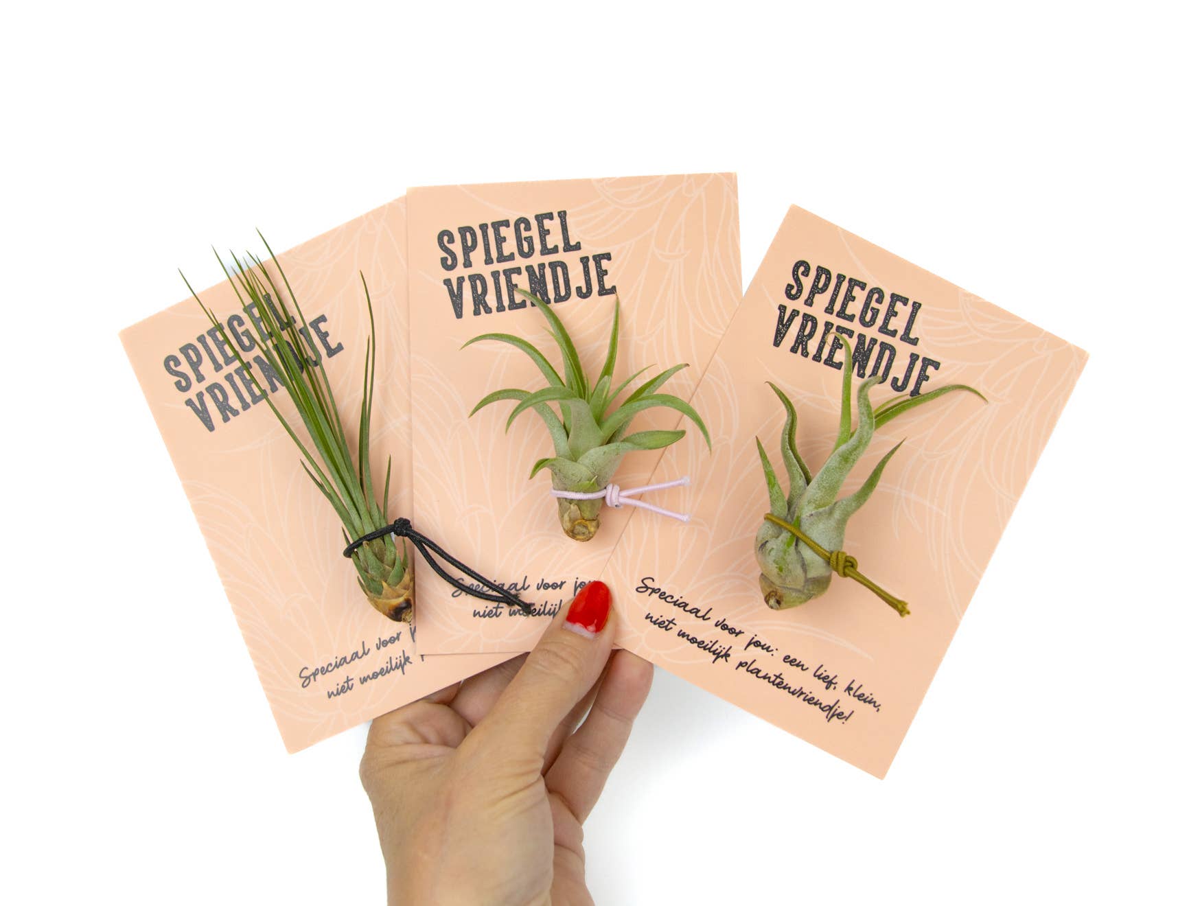 Juffrouw Pannenkoek deco /JP deco - Wholesale Live Plant - Plant Friends – set of 9 air plants with suction cup9