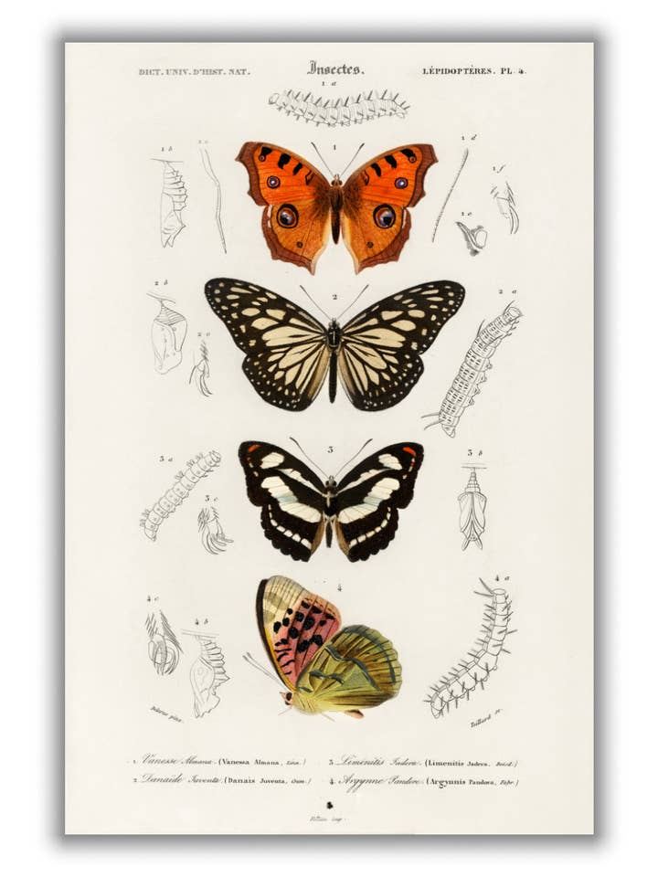 Collection of butterflies for wholesale by Stanley Print House