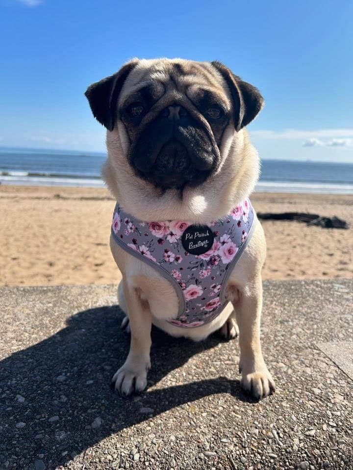 Pet Pooch Boutique – wholesale Pet harness – Dog – Secret Garden Puppy Dog Harness/Optional Accessories/Wedding5