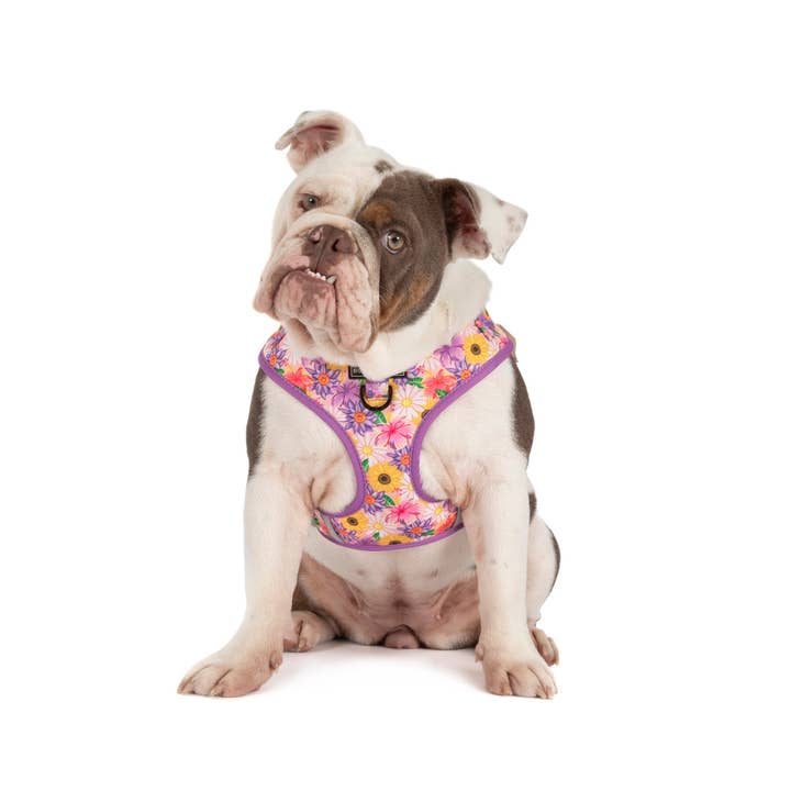 Big and Little Dogs - Wholesale Pet harness – Dog - ADJUSTABLE DOG HARNESS: Spring Fling1