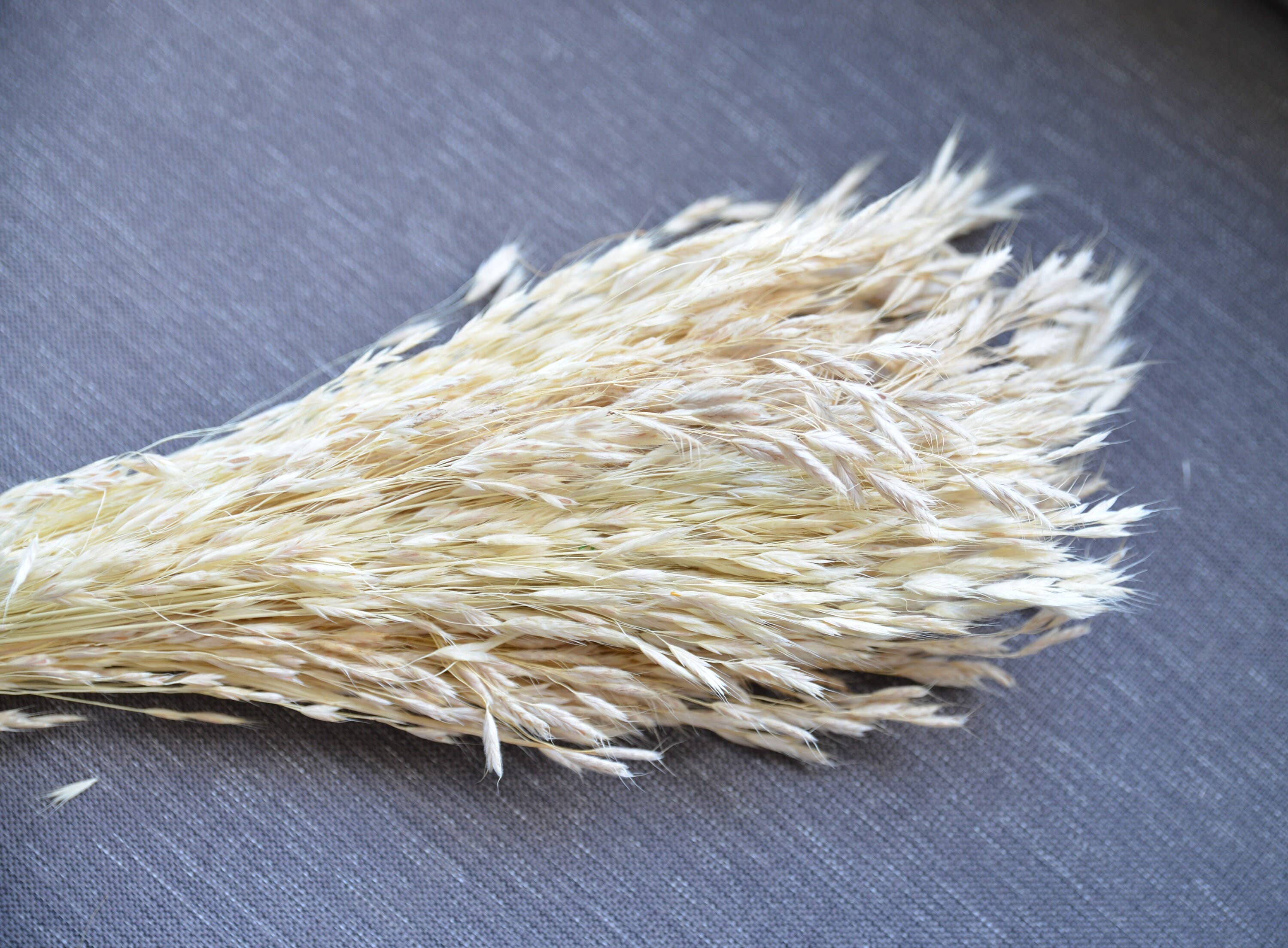 MY BOUQUETS - Wholesale Gedroogde/geperste bloemen - Gedroogd pluim riet, ivoorpluim, gedroogde haverbos, ivoorgras, bloemstuk gras, doe-het-zelf bruiloft, doe-het-zelf bloemstukken, vulbloemen5