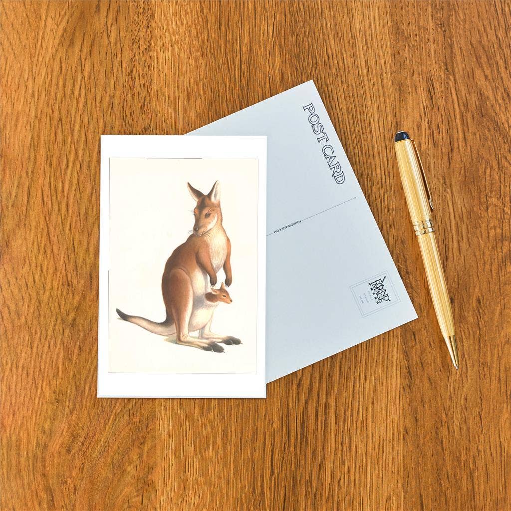 Found Image Press - Wholesale Postcard - Postcard AN-704 Kangaroo and Joey1