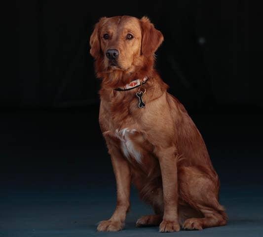 Kampuni - Wholesale Pet Collar - Dog - Dog collar Swahili antique2