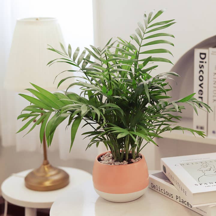 Best Plant Friend - Wholesale Live Plant - Neanthe Bella Palm - Air-purifying Live Plants - 4/6in Pot
