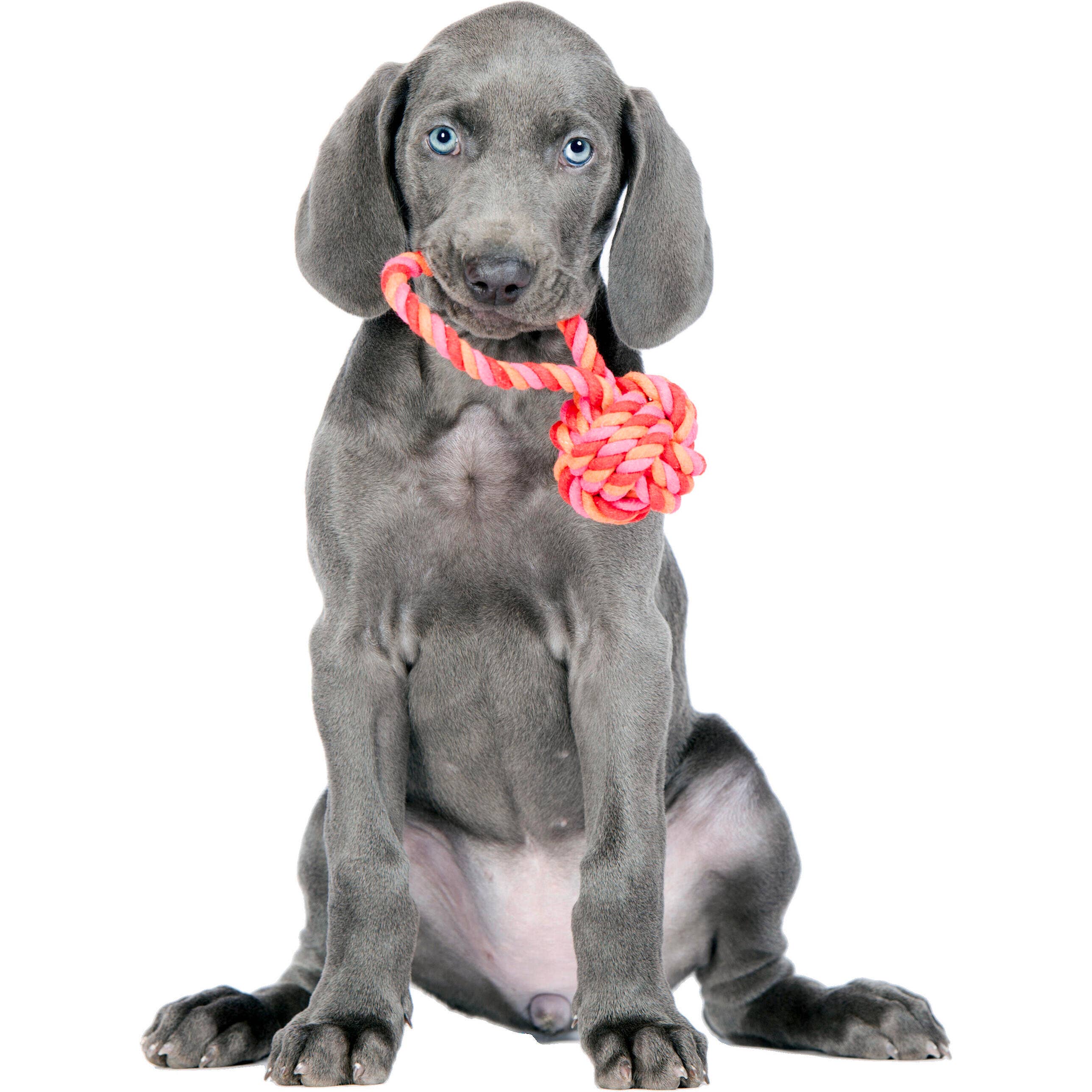 LABONI - Volentis GmbH - Wholesale Pet Toy - Dog - MINI SCHLEUDERBALL – Small Size, Big Fun5