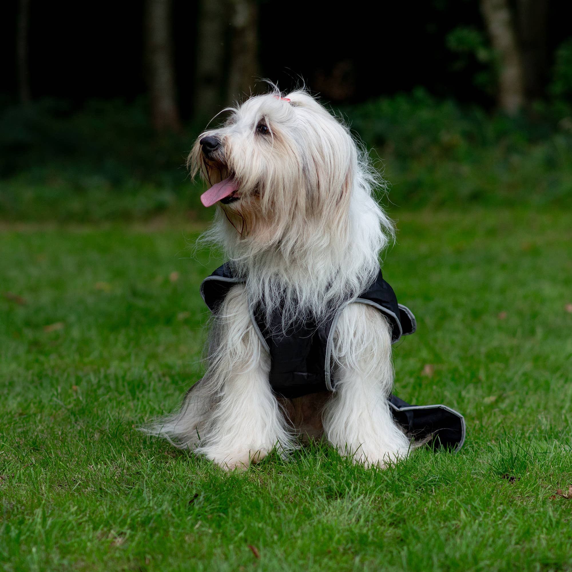 Ancol Pet Products Ltd – wholesale Pet coat – Dog – Stormguard All weather Coat : Black5