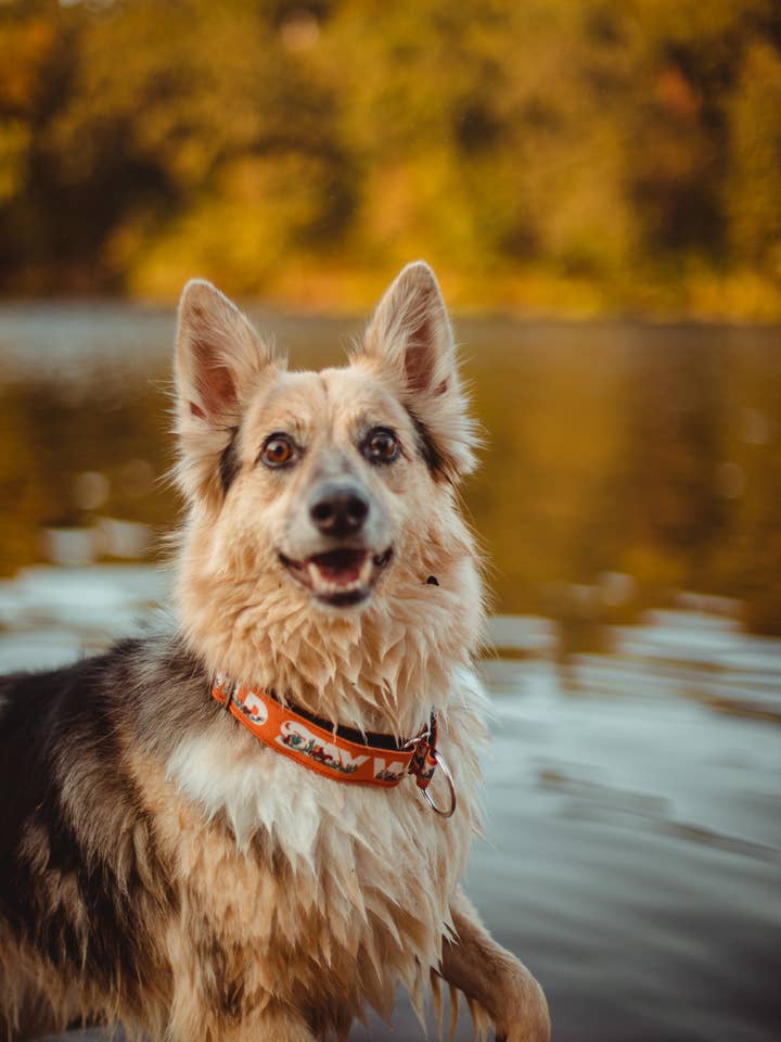 Collier pour chien en toile recyclée - Stay wild Canyon pour la vente par Wild juniper