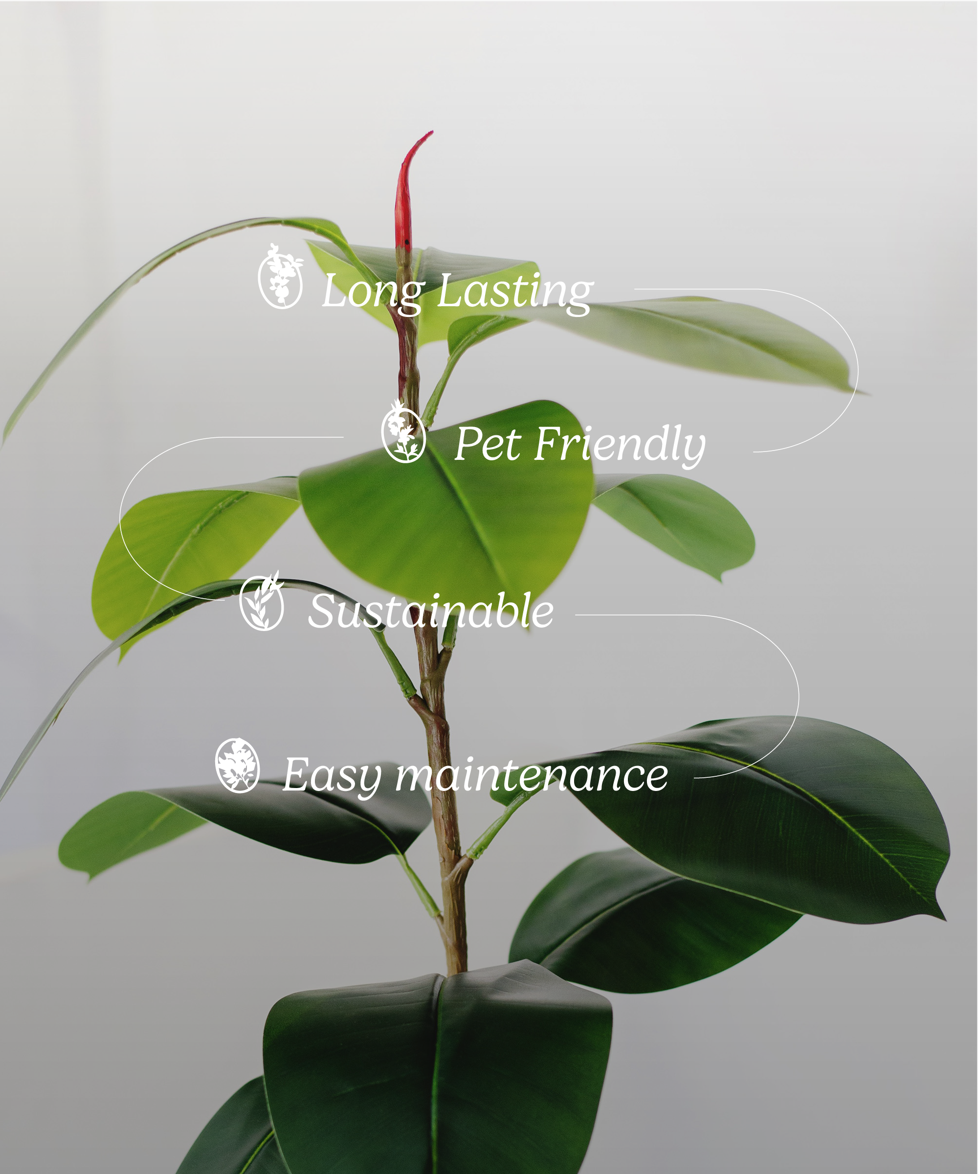 Maia Shop: No Duties for the US - Wholesale Artificial Plant -  6' Artificial Rubber Plant4