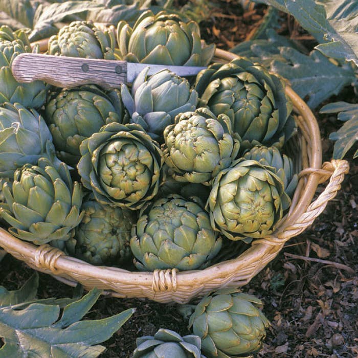 Fume-Eh Gourmet - Wholesale Pickled Vegetables - Smoked Artichokes1