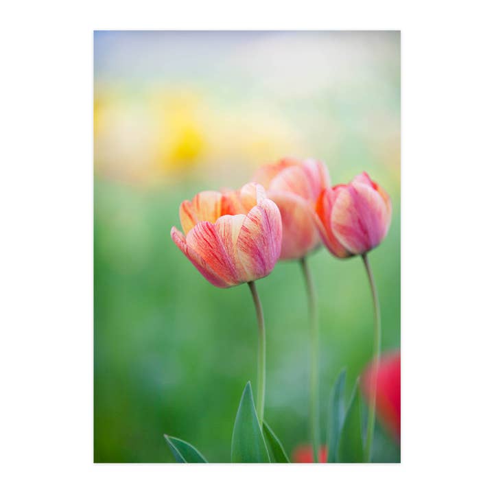 Ansichtkaart "Zachte Tulpen" voor wholesale door paruspaper. nutzfeine papeterie