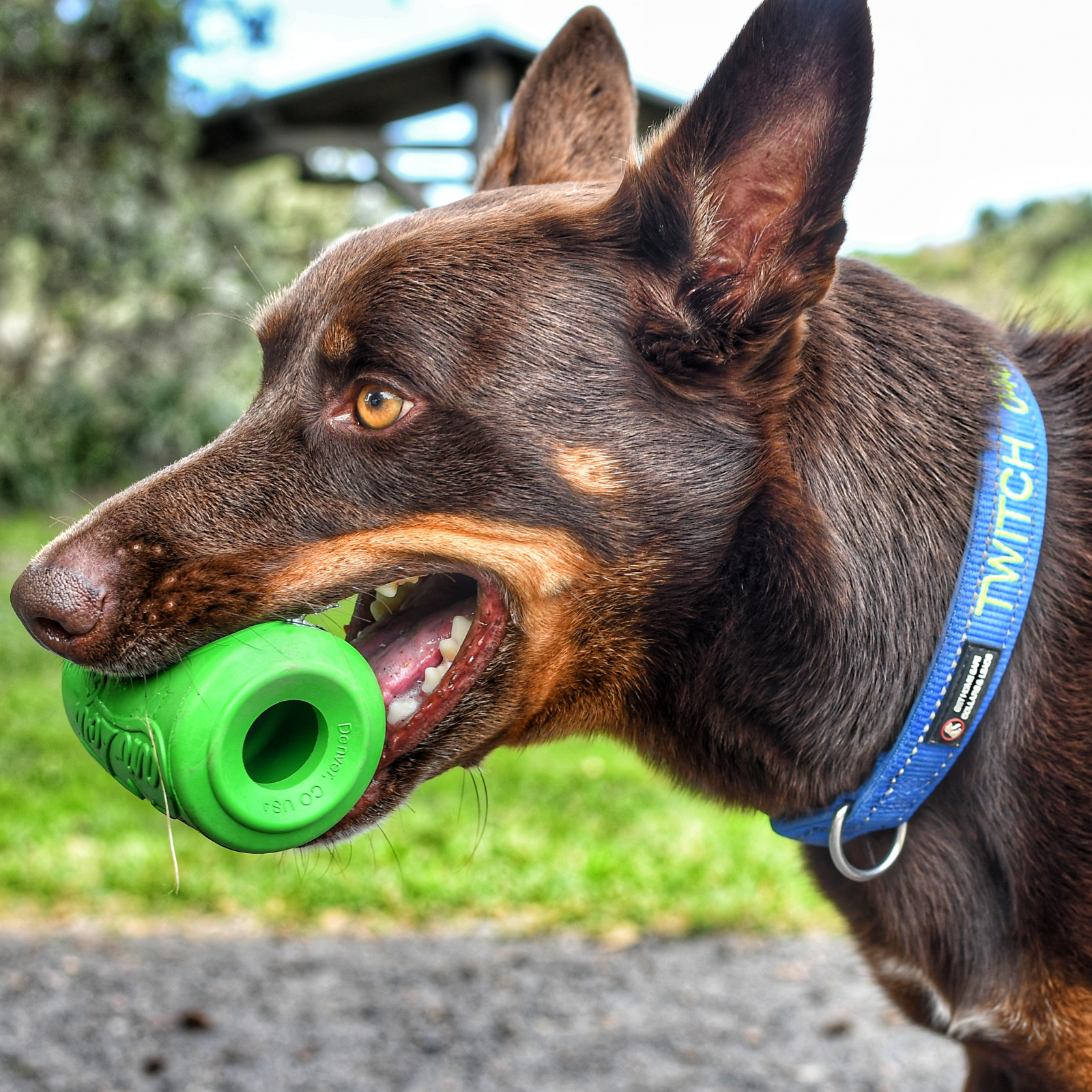 Rover Pet Products - Vente Jouet à mâcher – chien - Canette Toy5