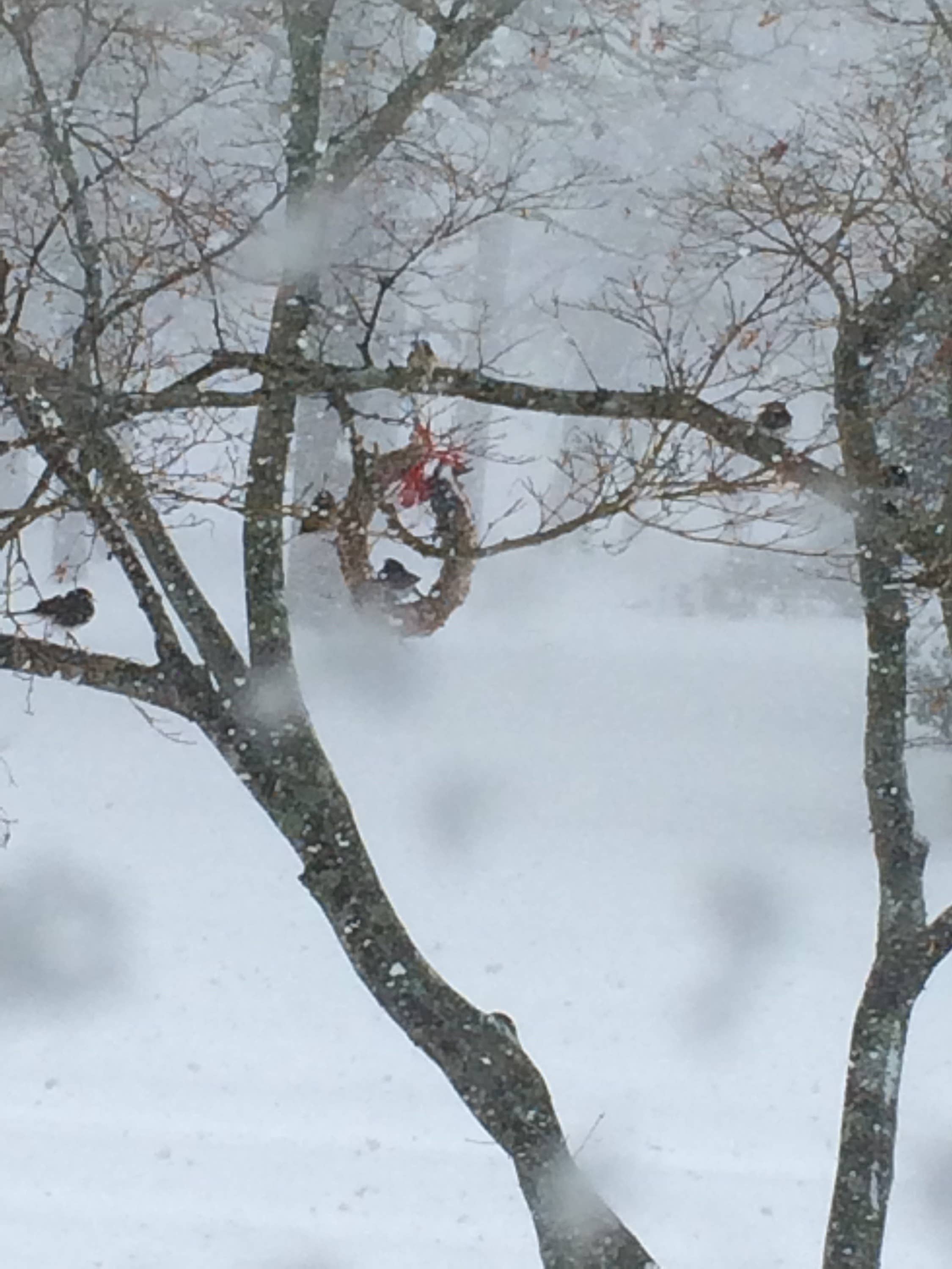 Mr Bird - Wholesale Wreath - Rustic Wreath5