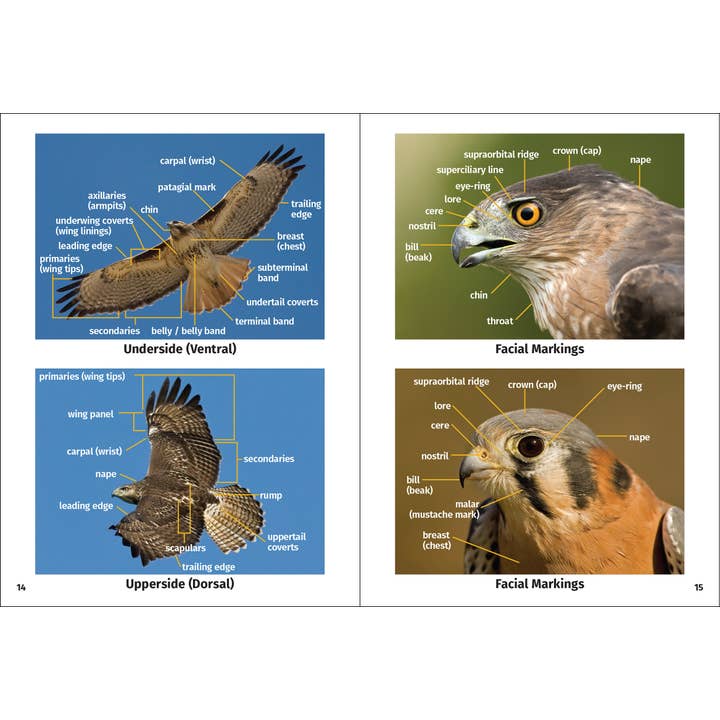 AdventureKEEN - Wholesale Nature & Outdoors - Birds of Prey of the Northeast Field Guide 2nd Edition5
