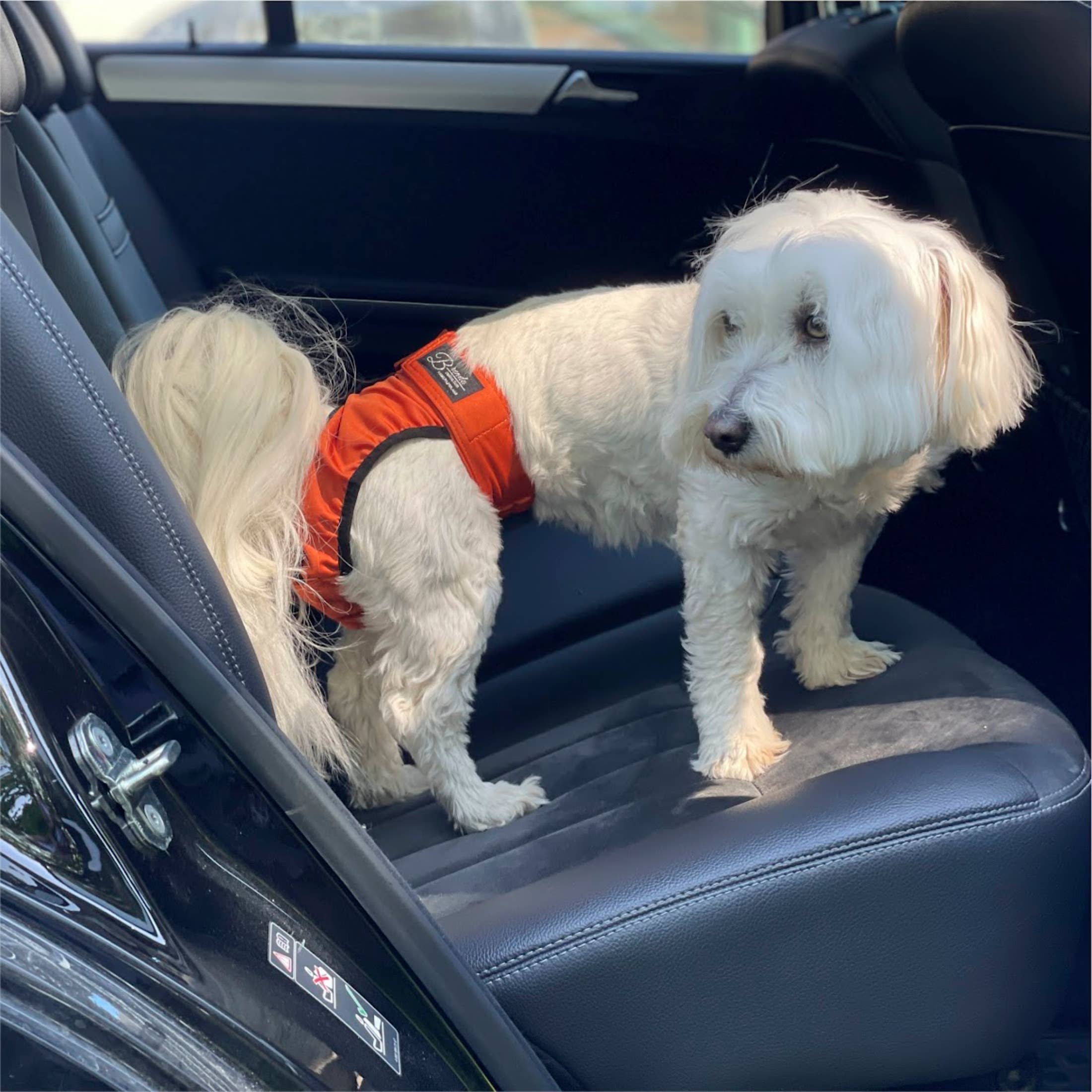 FINNERO - Wholesale Pet Diaper - Dog - FINNERO BRENDA Dog Hygiene pants, 3 colors, Washable Diaper16