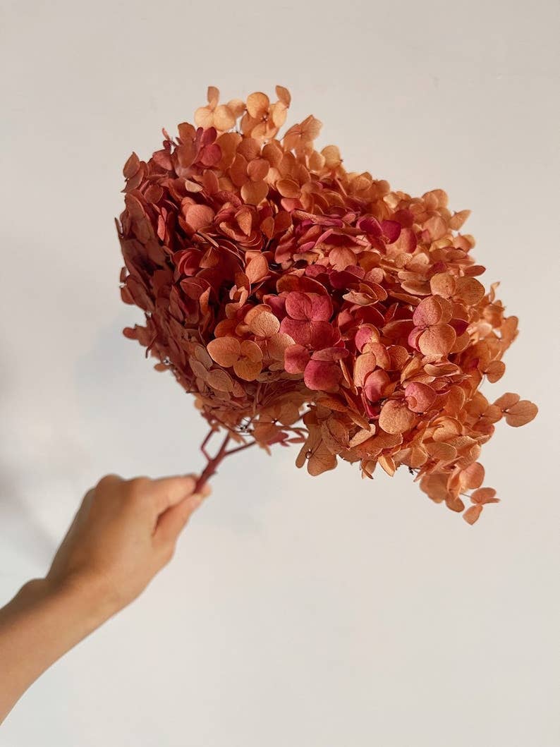 BUI INTERNATIONAL - Wholesale Dried/Pressed Flowers - Preserved hydrangea autumne gradient D18-20cm, hortensia1