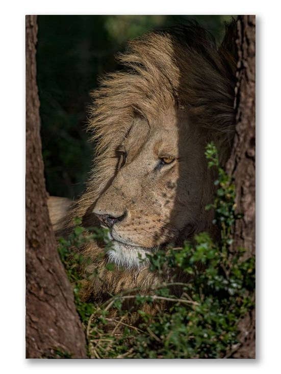 Lion in Shade, Canvas Wall Art for wholesale by Artography Limited