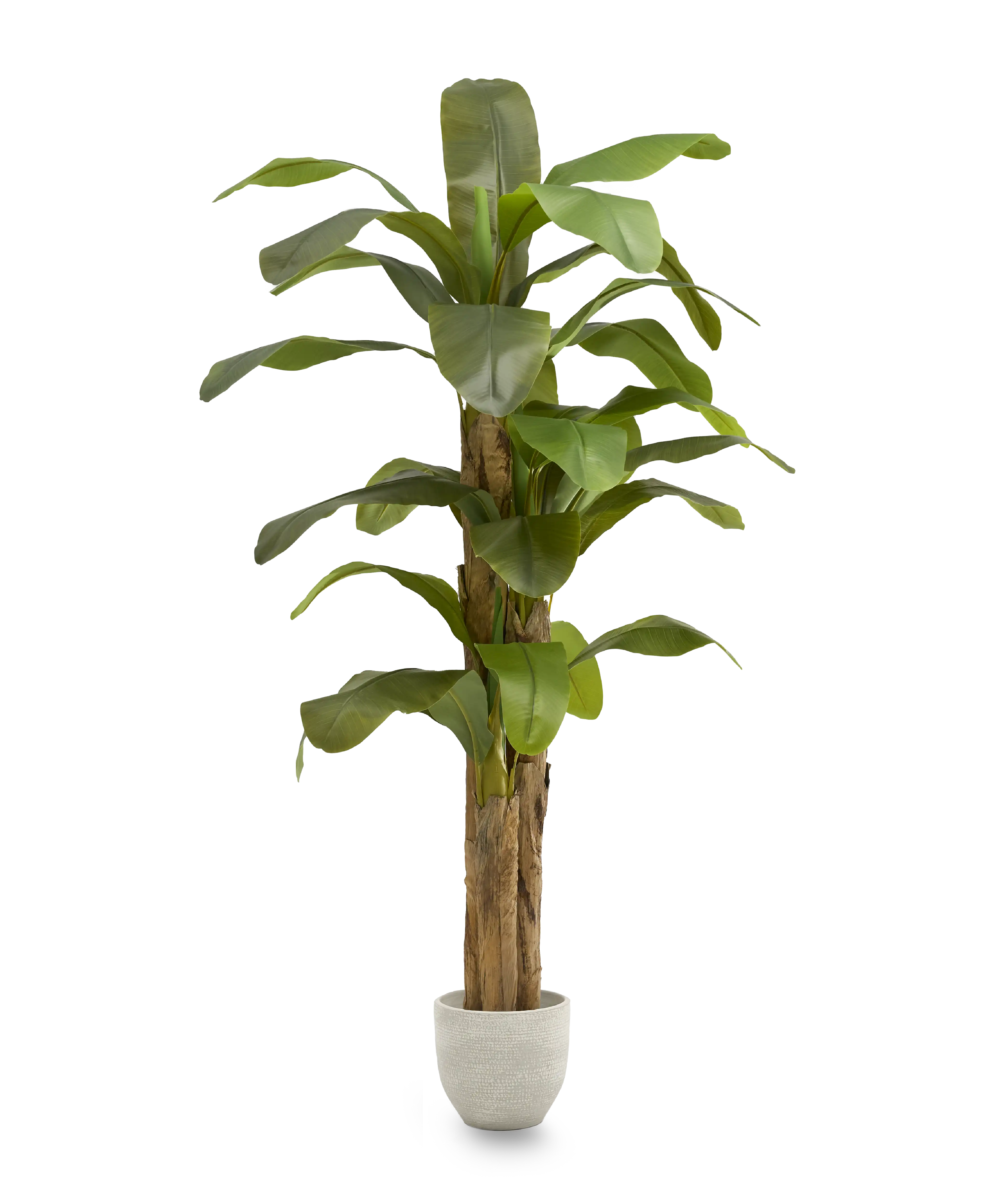 Maia Shop - Wholesale Artificial Plant - Artificial Banana Plant 210 cm6