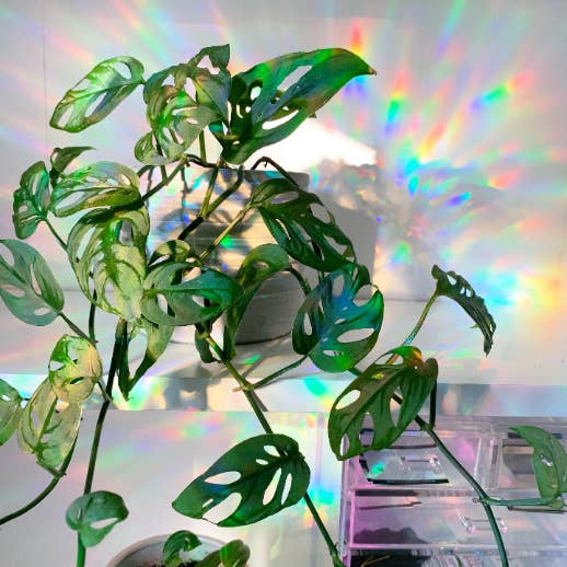 Mustard Tiger - Vendita all'ingrosso Acchiappasole - Pacchetto Suncatcher a forma di dinosauro2