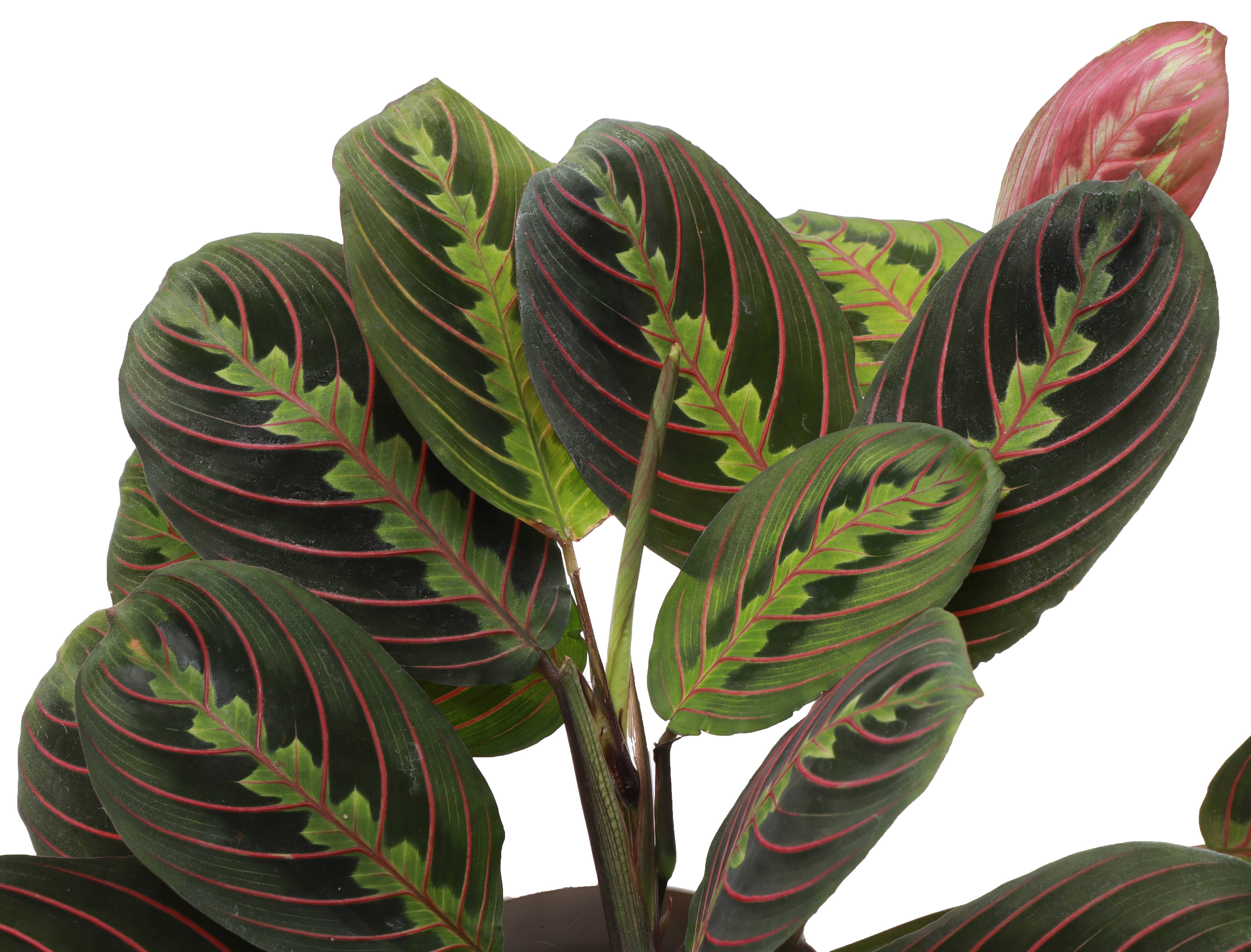 Thorsen's Greenhouse - Wholesale Live Plant - Red Prayer Plant - Live Plant5
