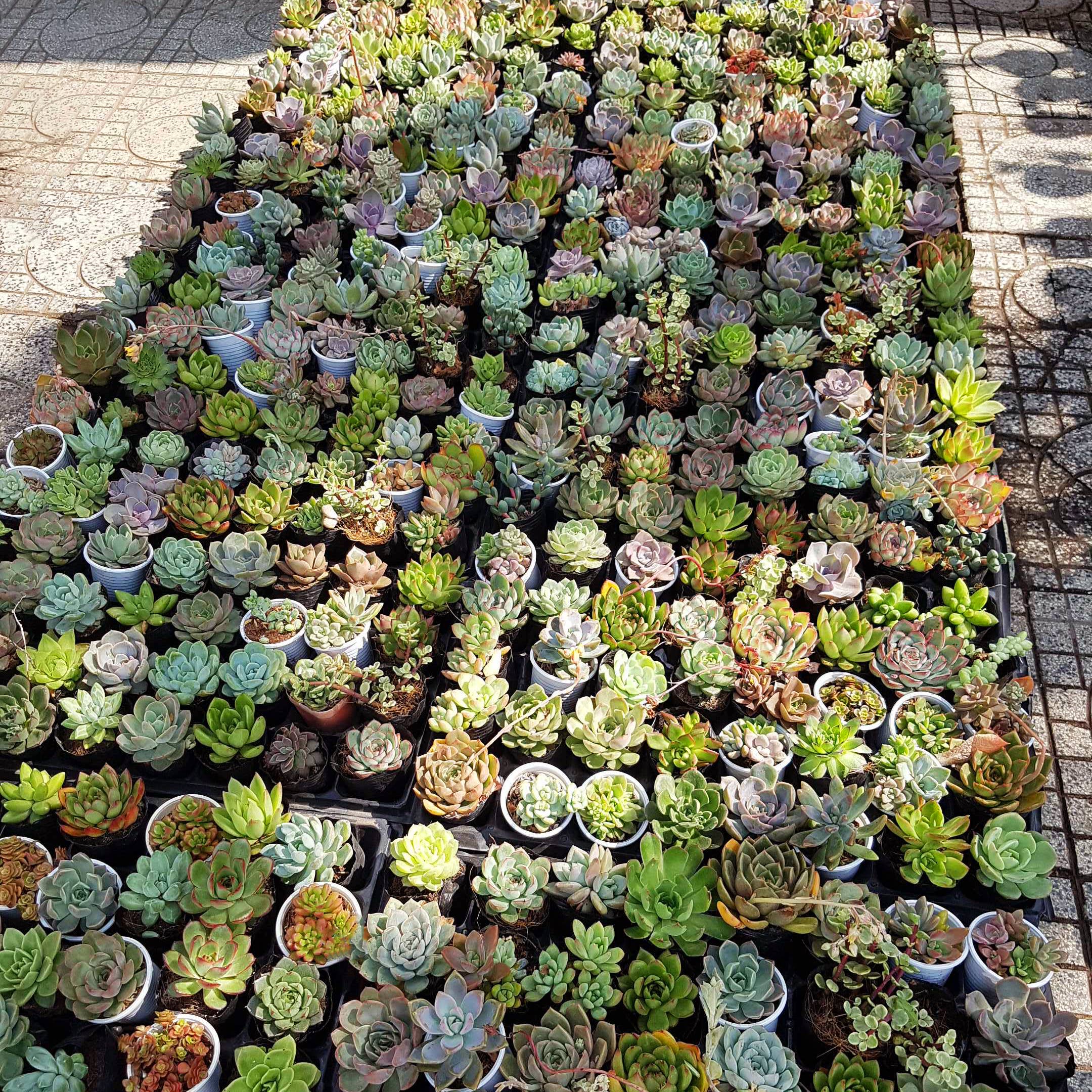 Best Plant Friend - Vente Succulentes - Plateau à succulentes aléatoire - 64 plantes succulentes vivantes en vrac - Pot de 2 pouces13