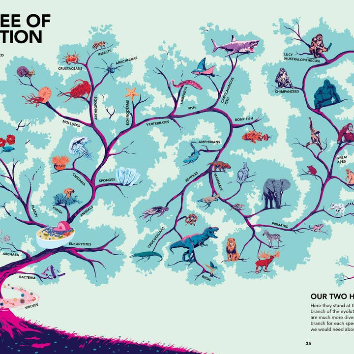 Schiffer Kids - Wholesale Science & Math - Evolutions7