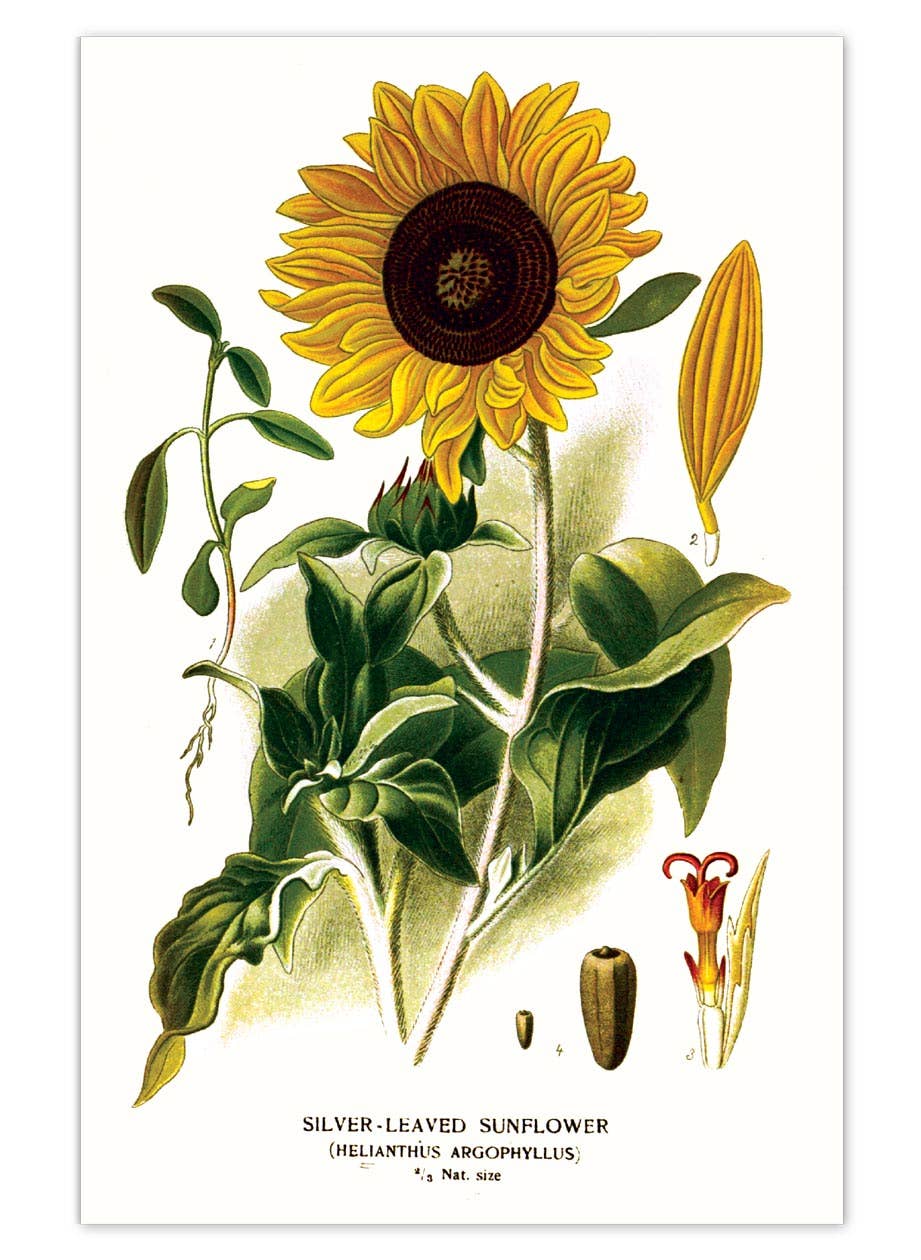 Laughing Elephant – Großhandel Postkarten-Set – Sonnenblumen-Postkartenbox — Postkarten für den täglichen Gebrauch in Schachtel10